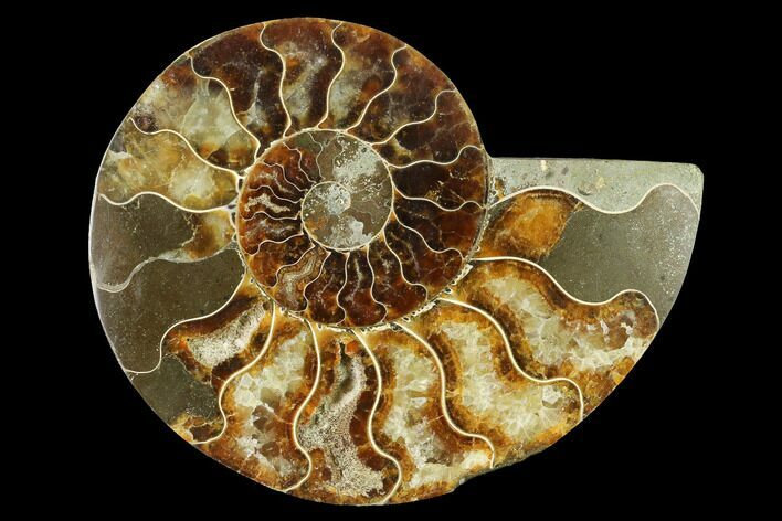 Cut & Polished Ammonite Fossil (Half) - Madagascar #166839